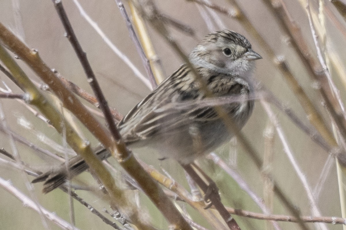 Brewer's Sparrow - ML451378741