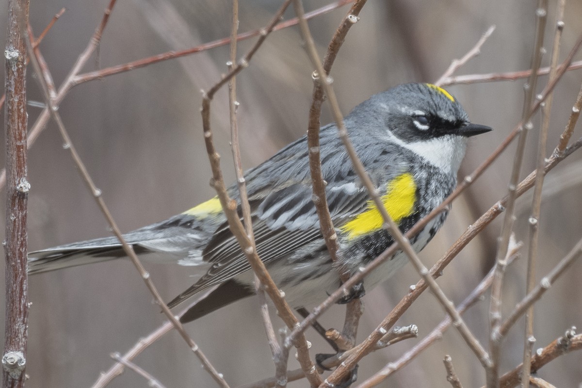 Пісняр-лісовик жовтогузий (підвид coronata) - ML451378821