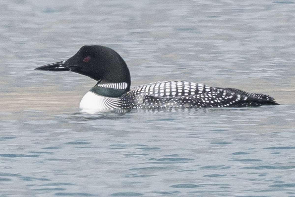 Common Loon - ML451378831