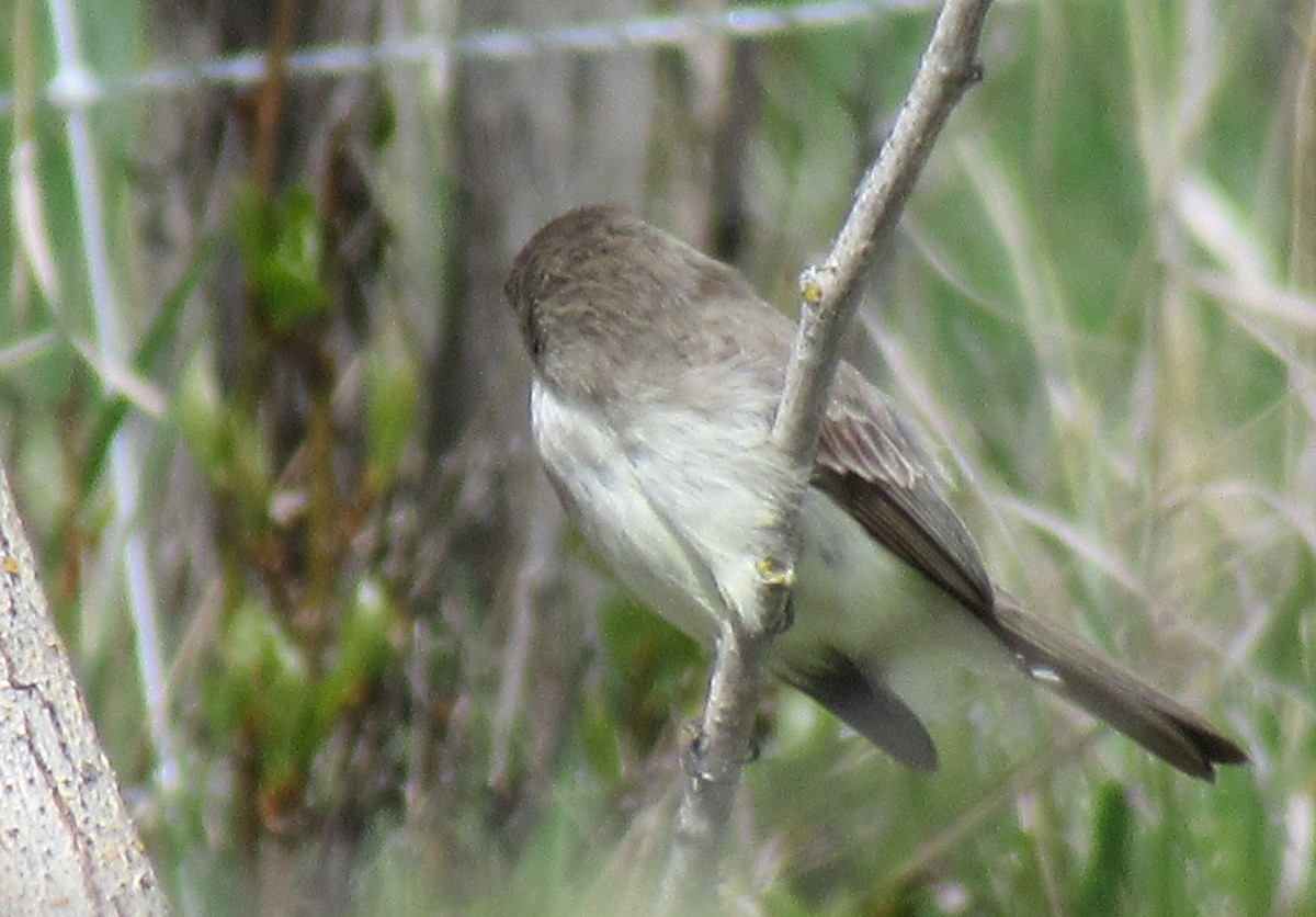 Eastern Phoebe - ML451378951