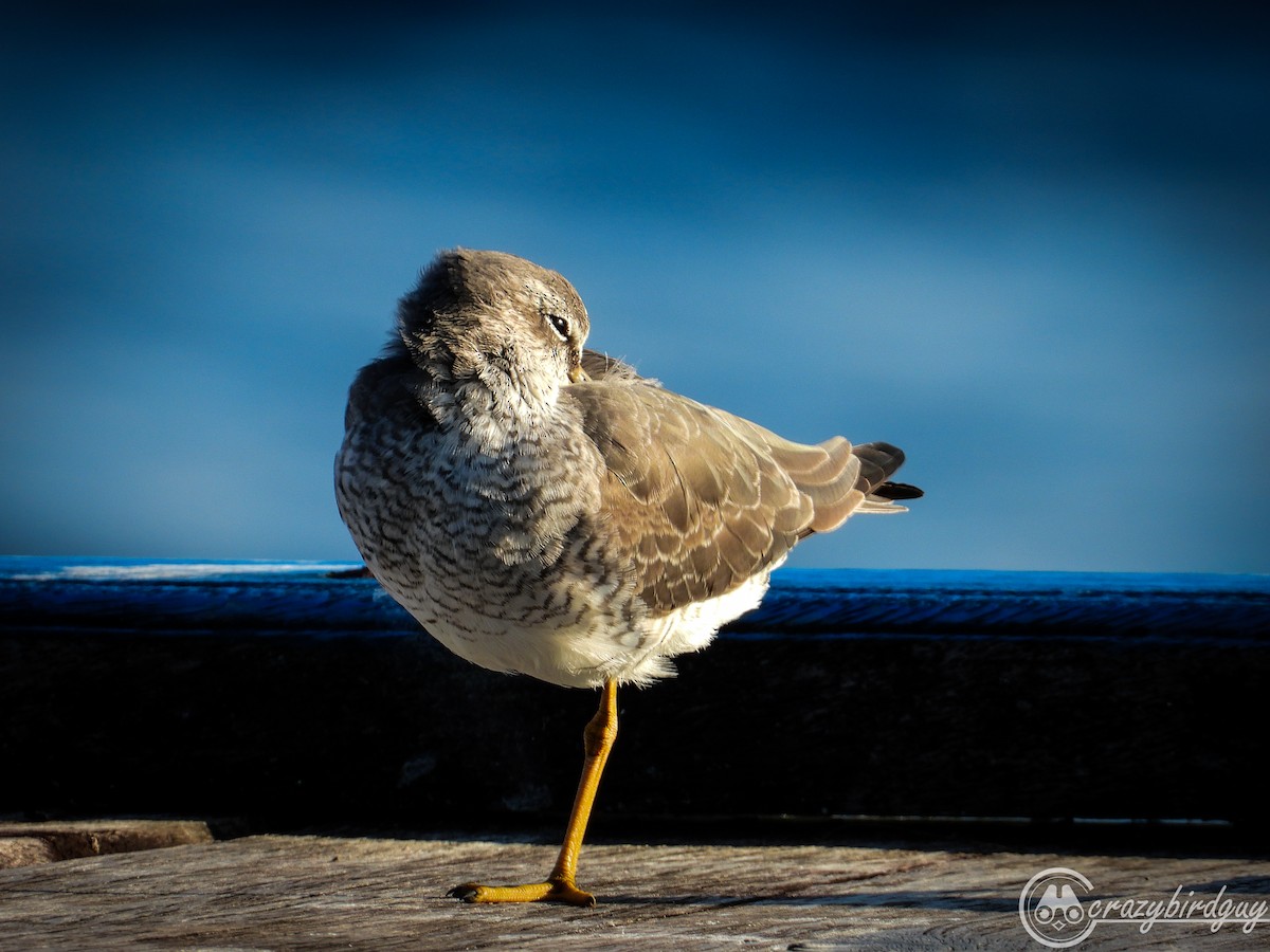 Gray-tailed Tattler - ML451379111