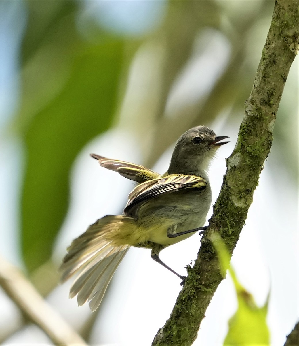 Mistletoe Tyrannulet - ML451379651