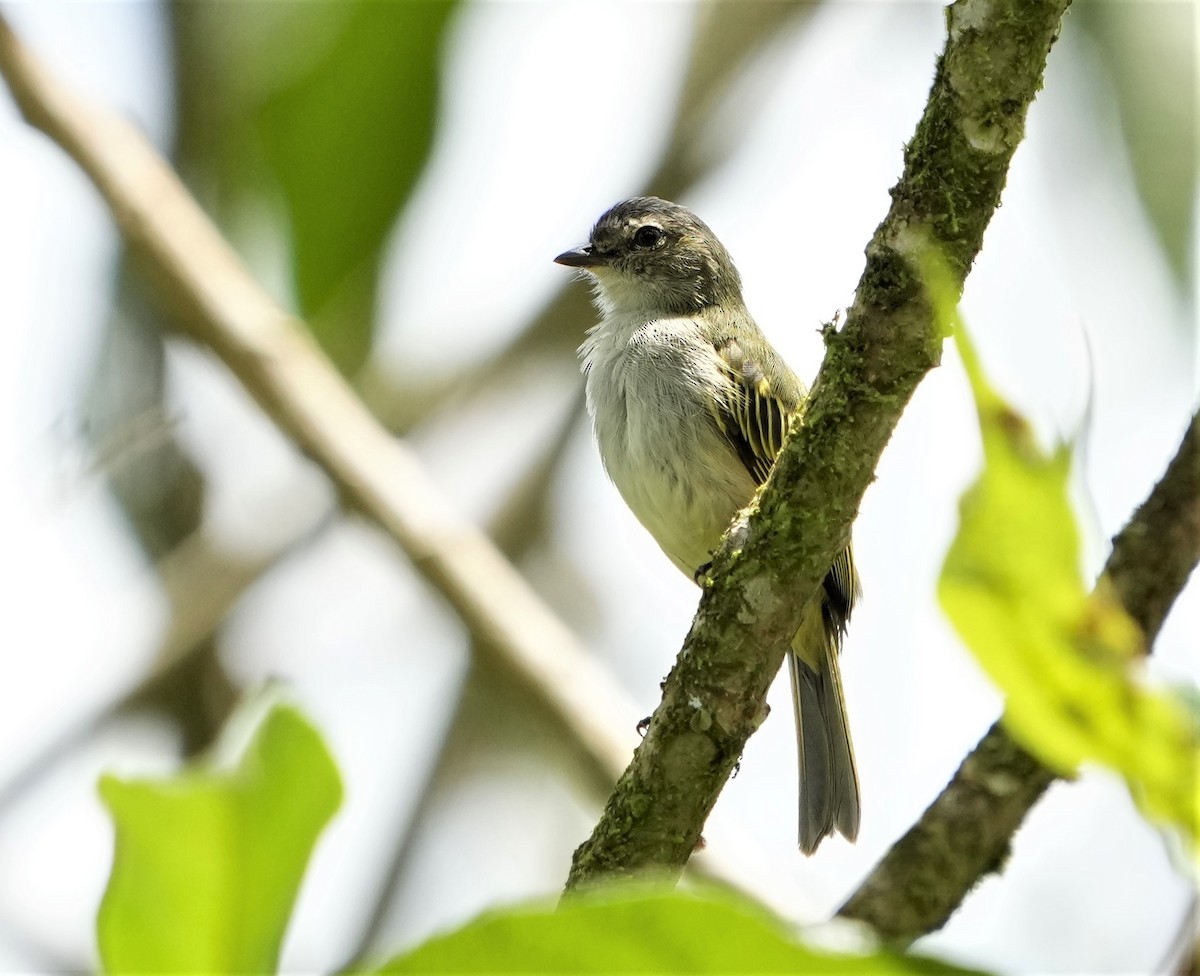 Mistletoe Tyrannulet - ML451379661