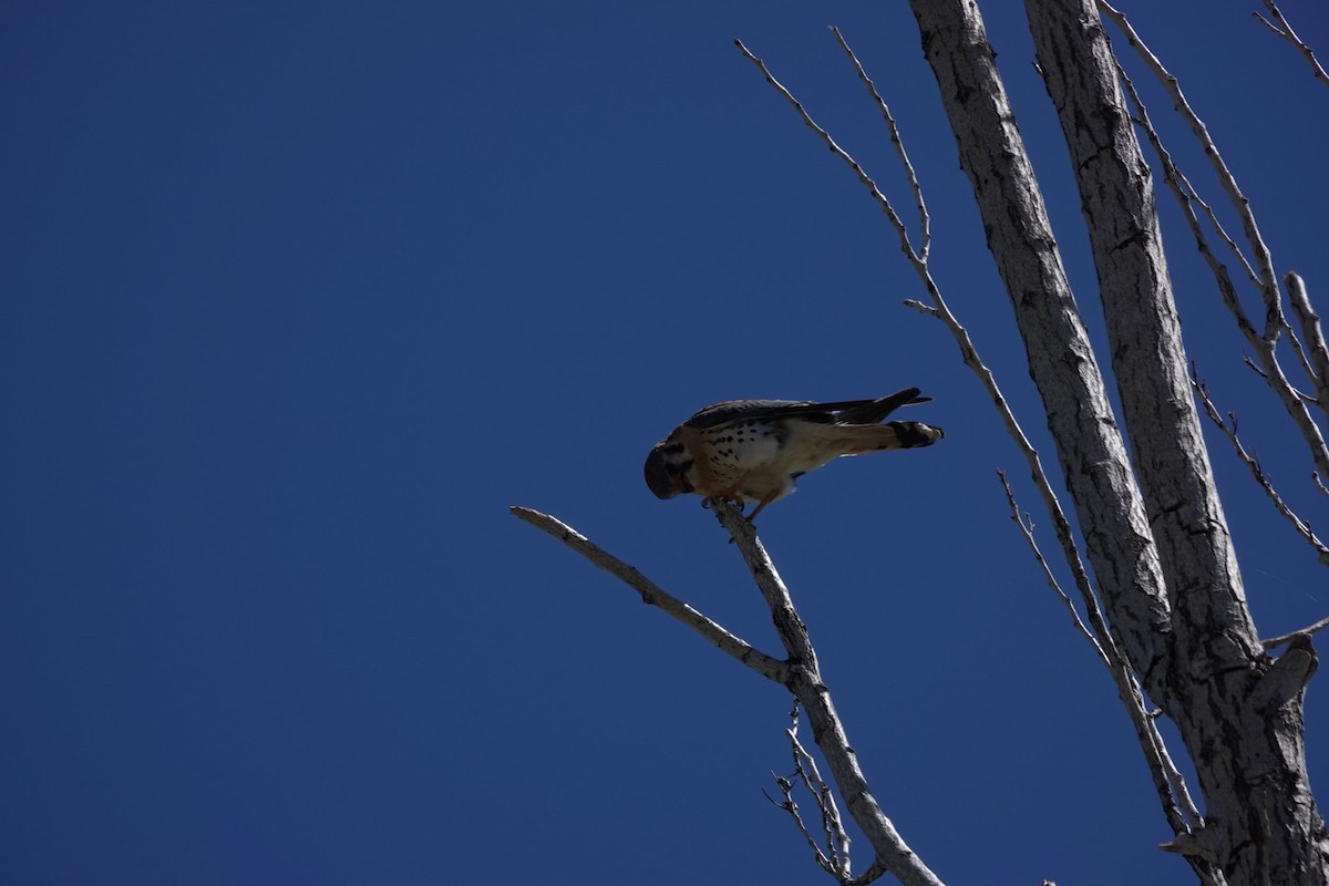 American Kestrel - ML451379771