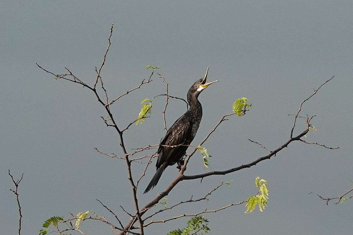 Great Cormorant - Colin Poole