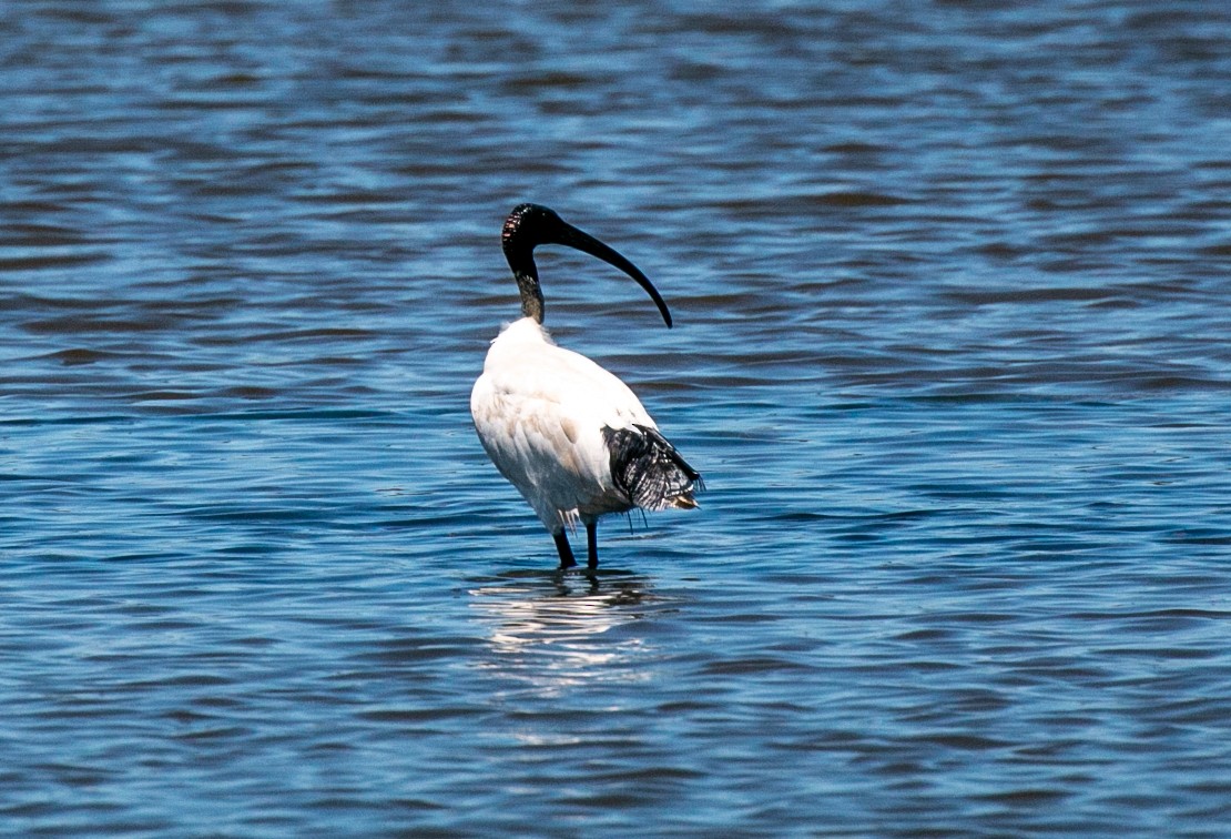 Australian Ibis - ML451380321