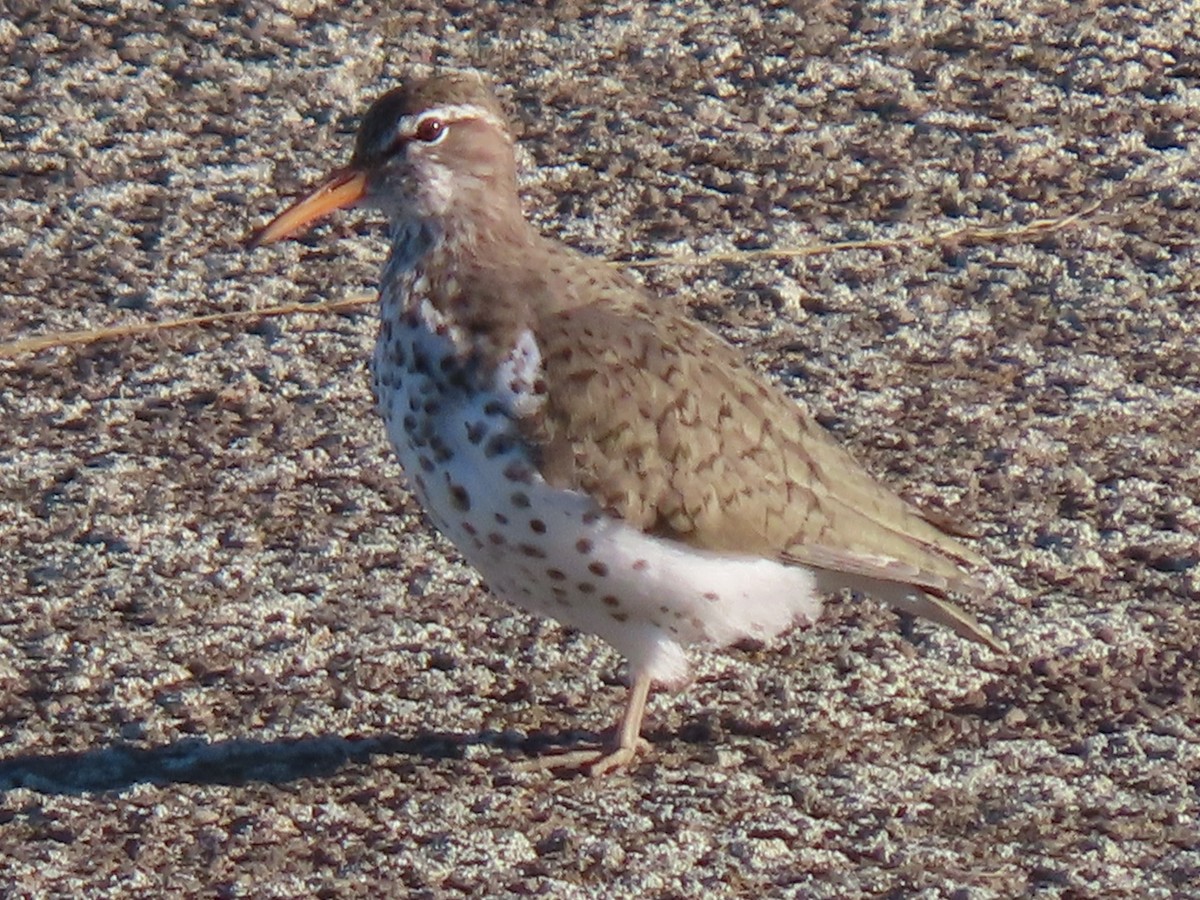 Spotted Sandpiper - Bruce Toews