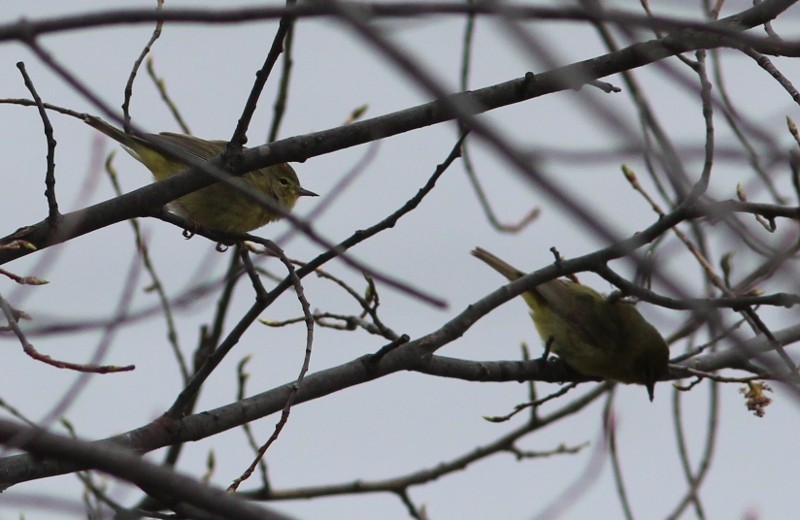 Orange-crowned Warbler - ML45138061