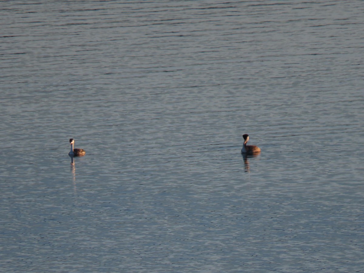 Western Grebe - ML451380801