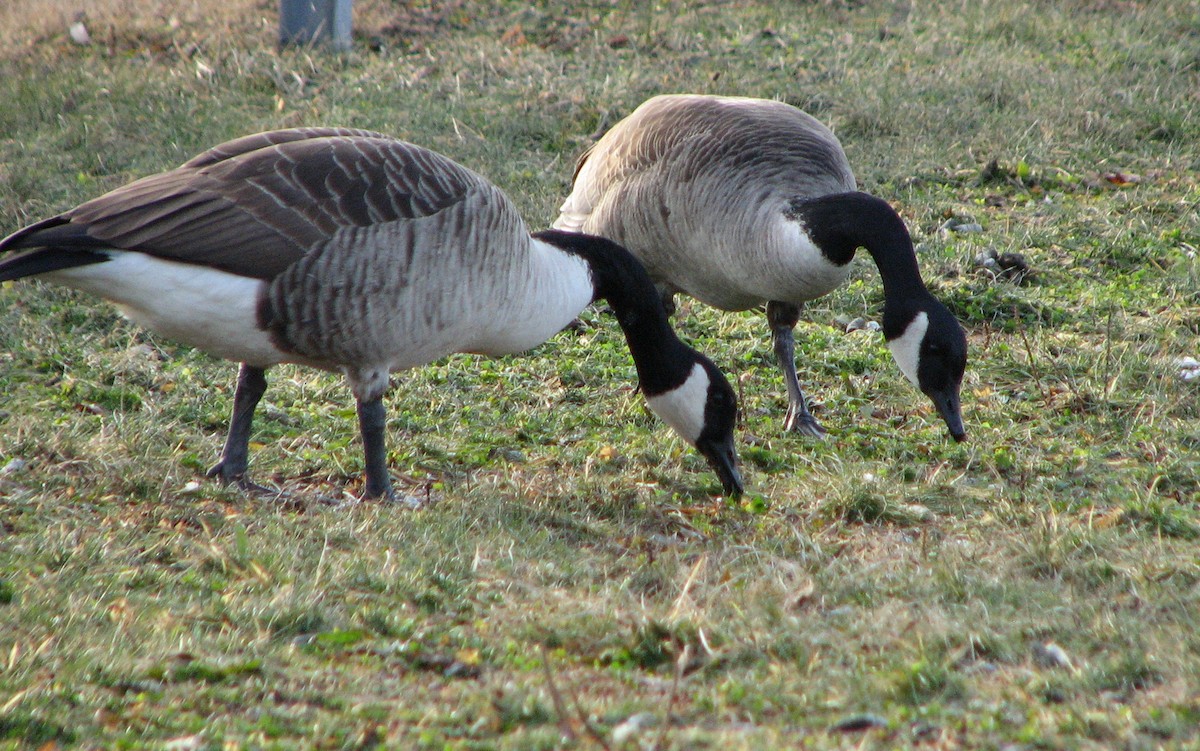 Canada Goose - Marianne Friers