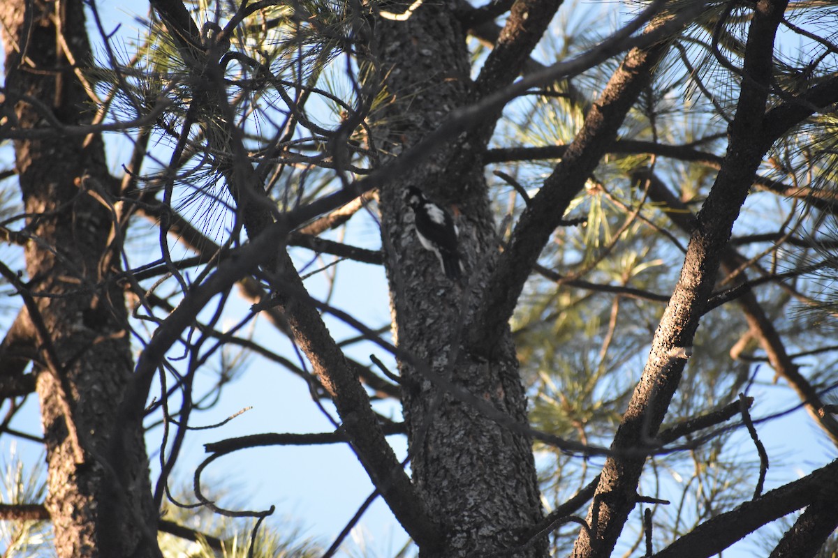 Hairy Woodpecker (Rocky Mts.) - ML451381791