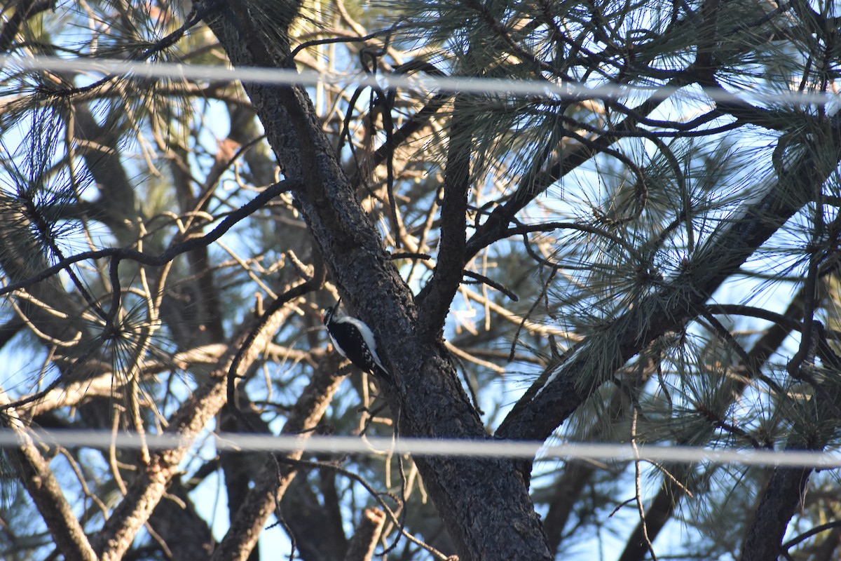 Hairy Woodpecker (Rocky Mts.) - ML451381831