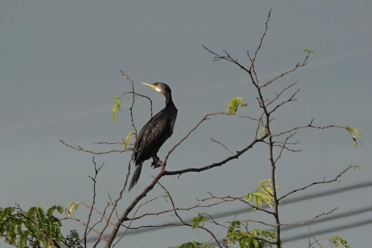 Great Cormorant - Colin Poole