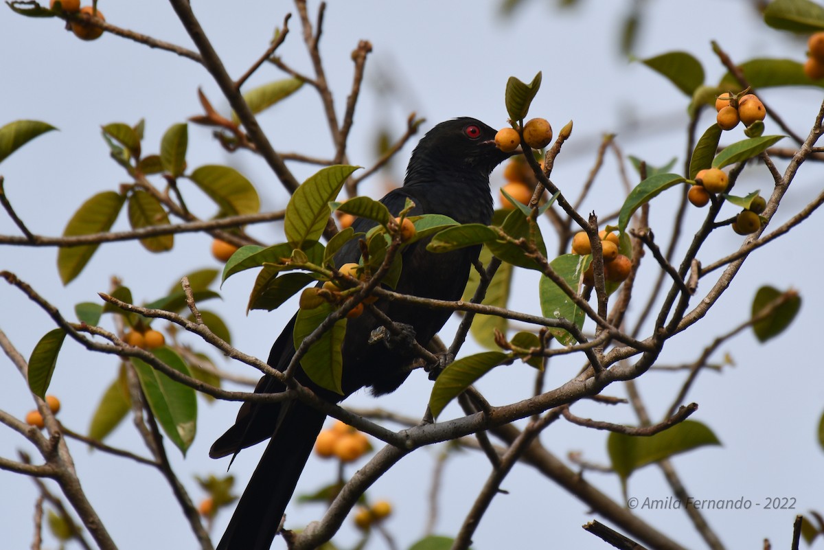 Asian Koel - ML451382231