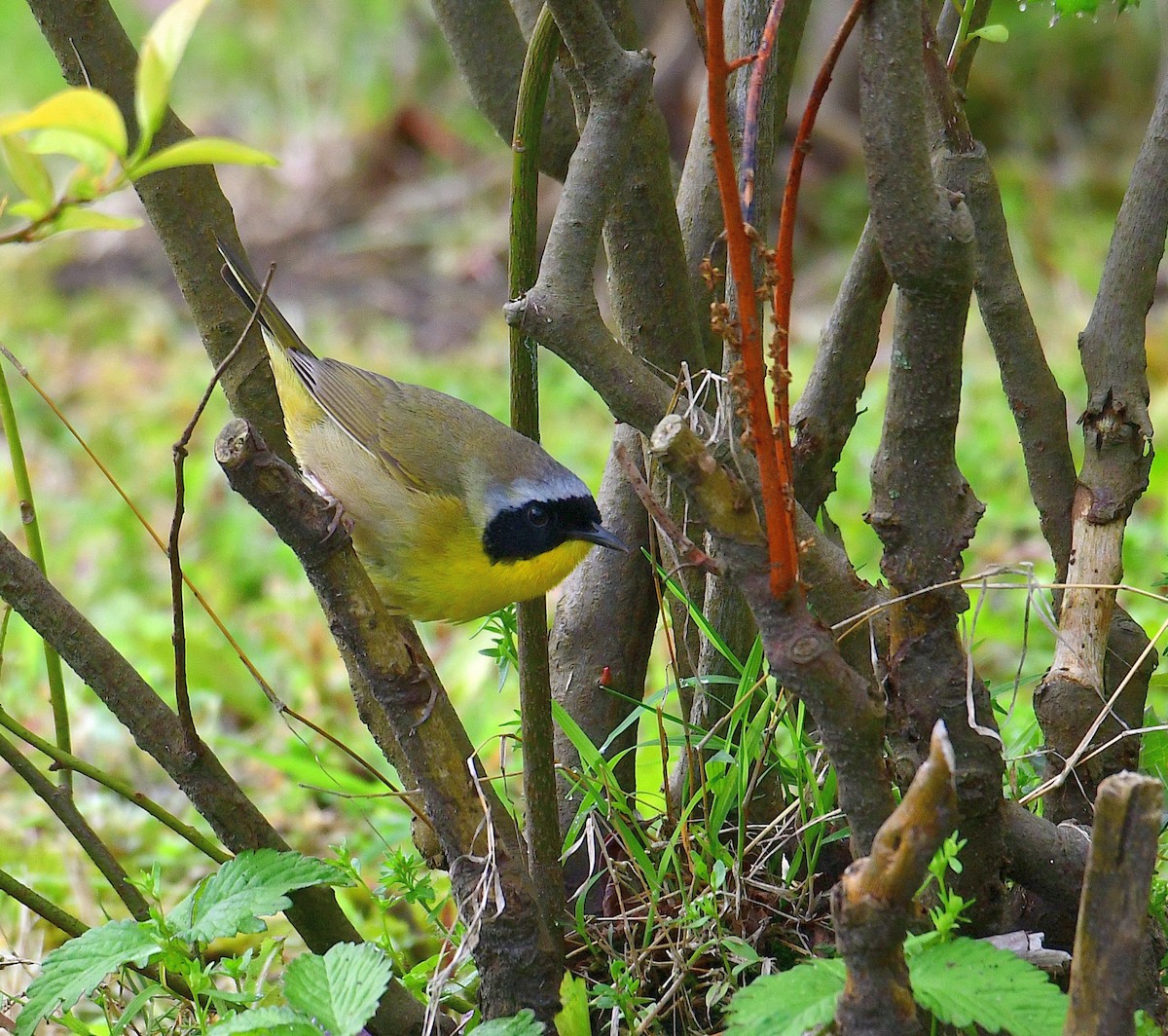 Common Yellowthroat - Eric Titcomb