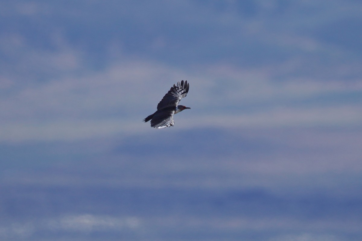 Lewis's Woodpecker - ML451383321