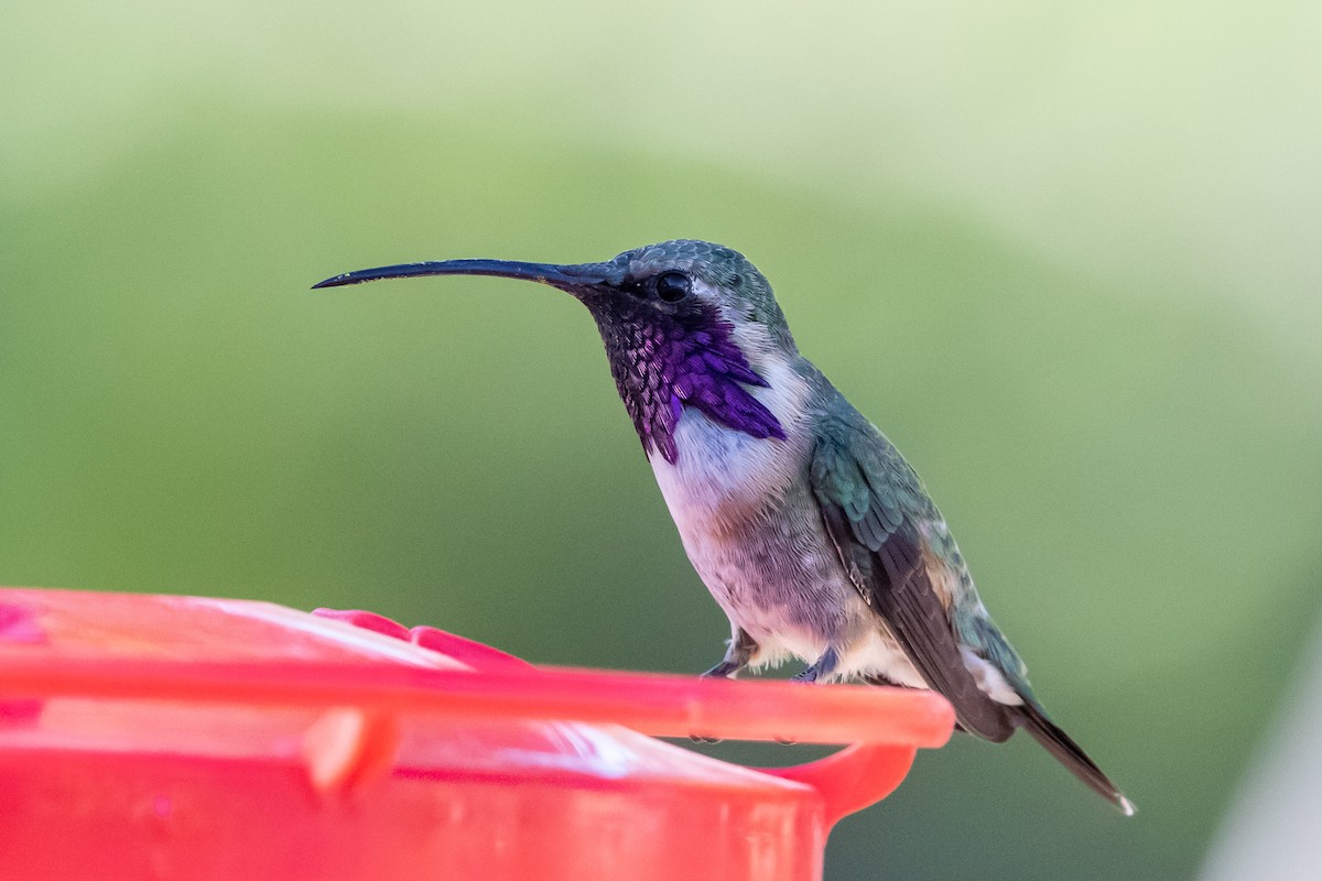 Lucifer Hummingbird - ML451384281