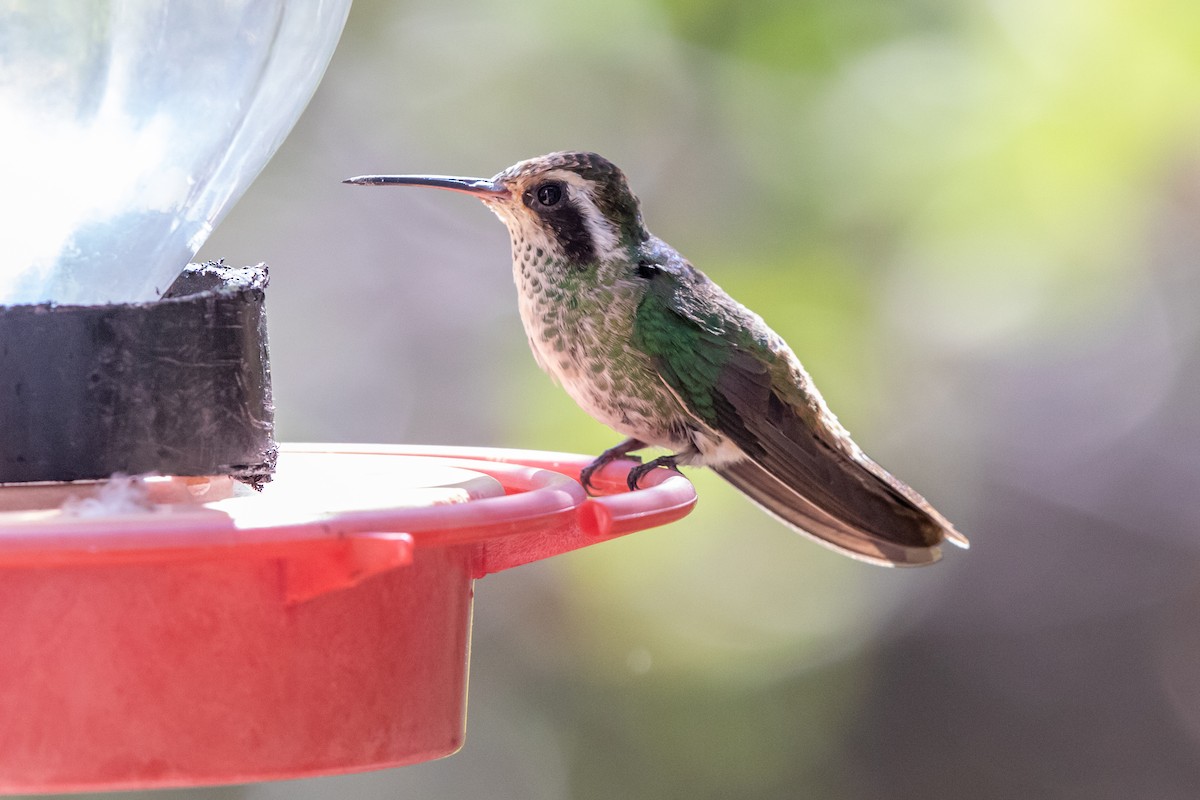 White-eared Hummingbird - ML451384441