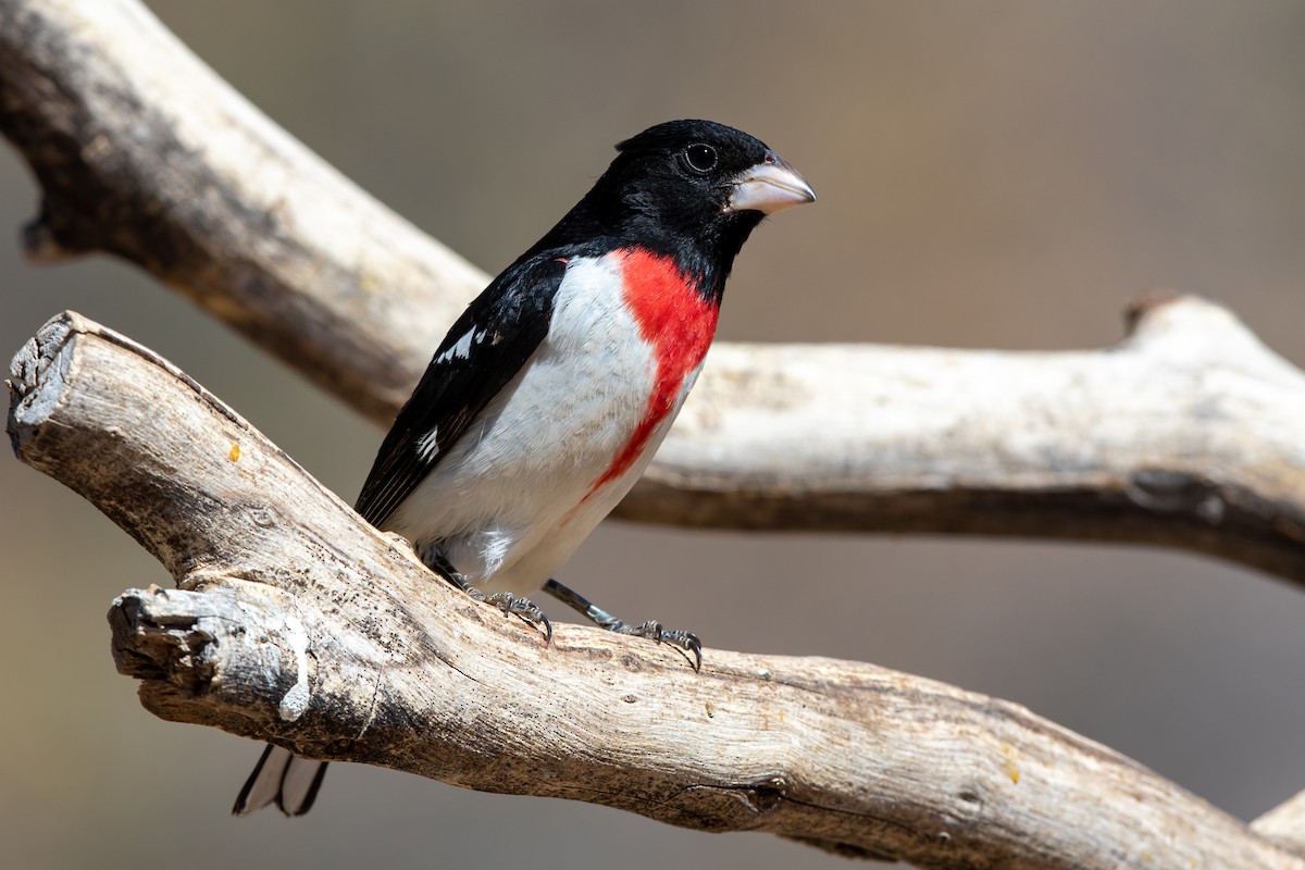 Rose-breasted Grosbeak - ML451384721