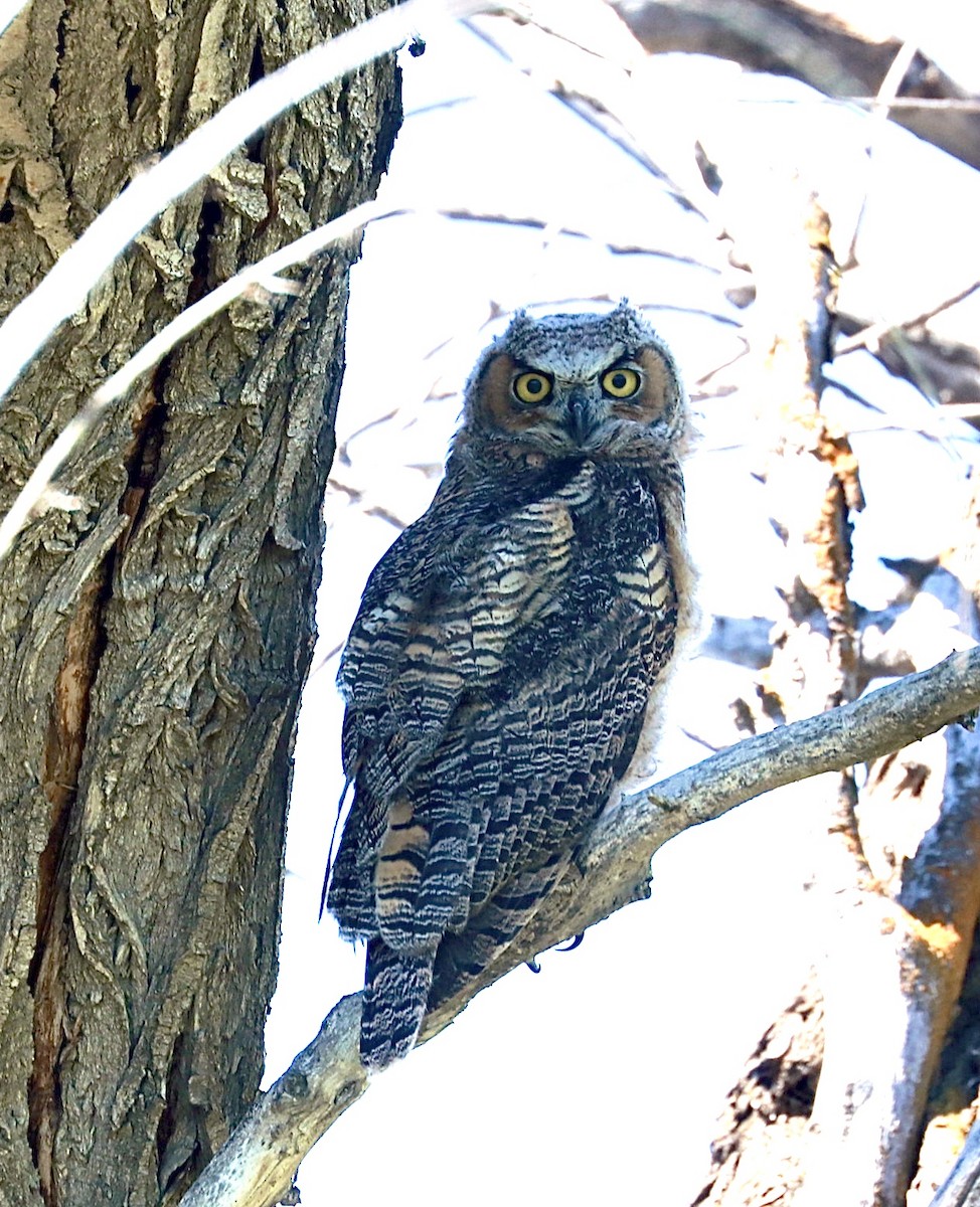 Great Horned Owl - maxine reid