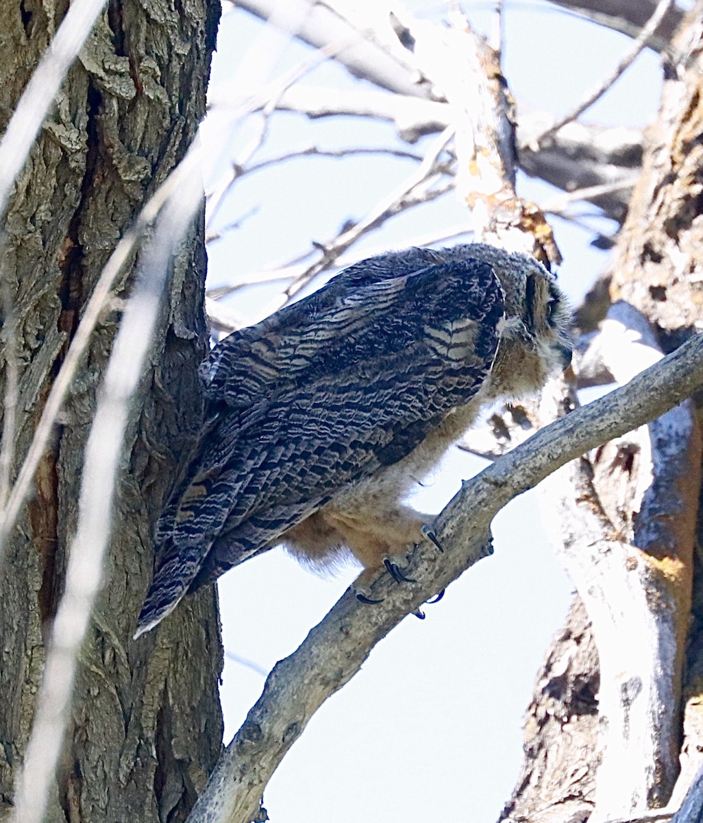 Great Horned Owl - maxine reid