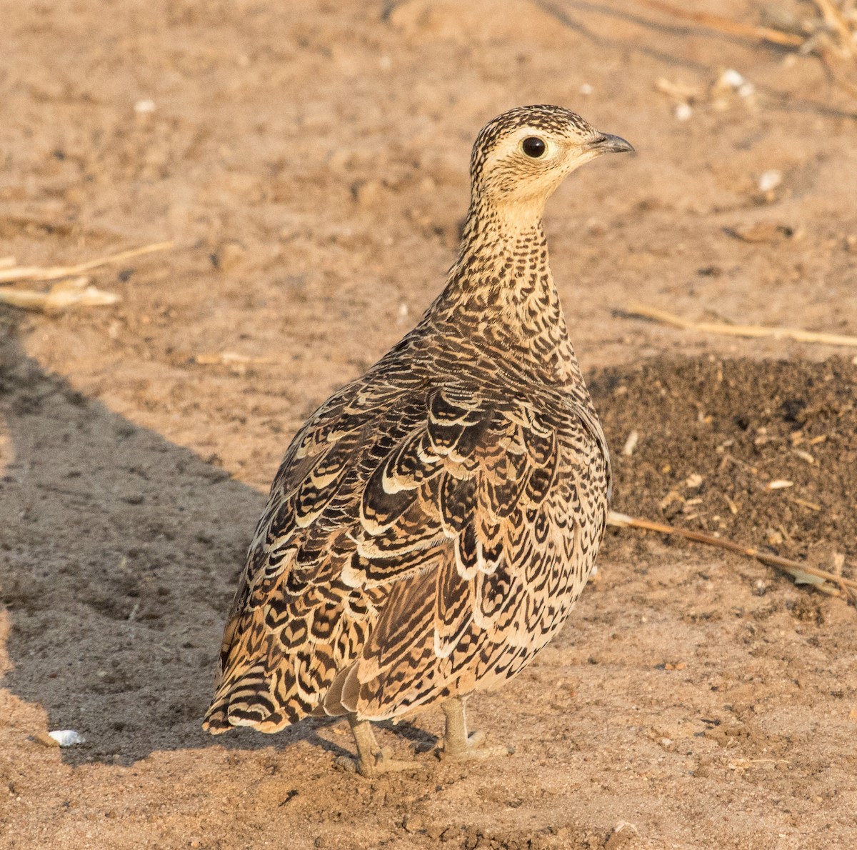 Black-faced Sandgrouse - Lynn    <')))< Salmon