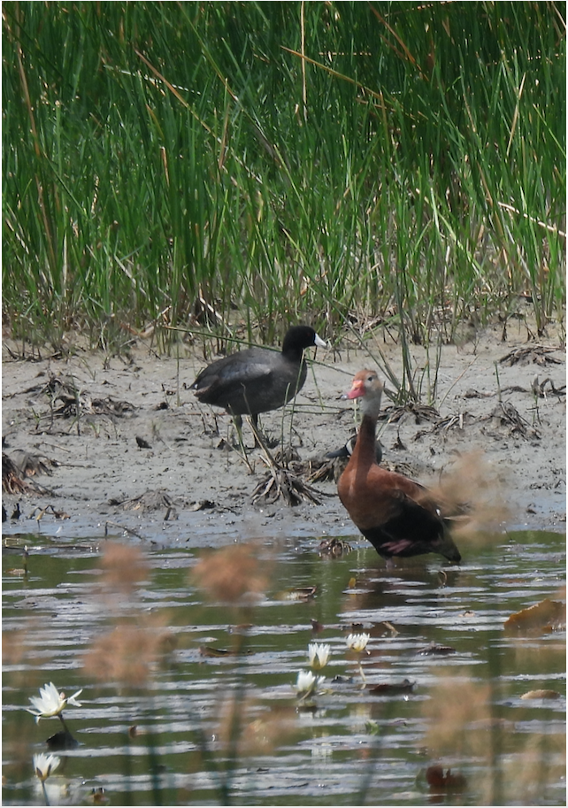 American Coot - ML451390171