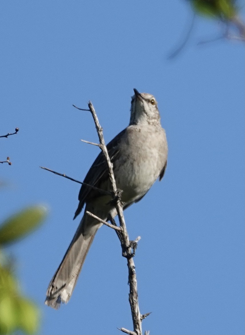 Bahama Mockingbird - ML451390221