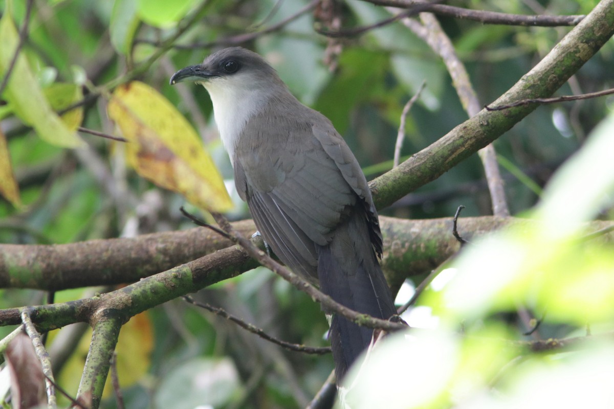 Chestnut-bellied Cuckoo - ML451390611