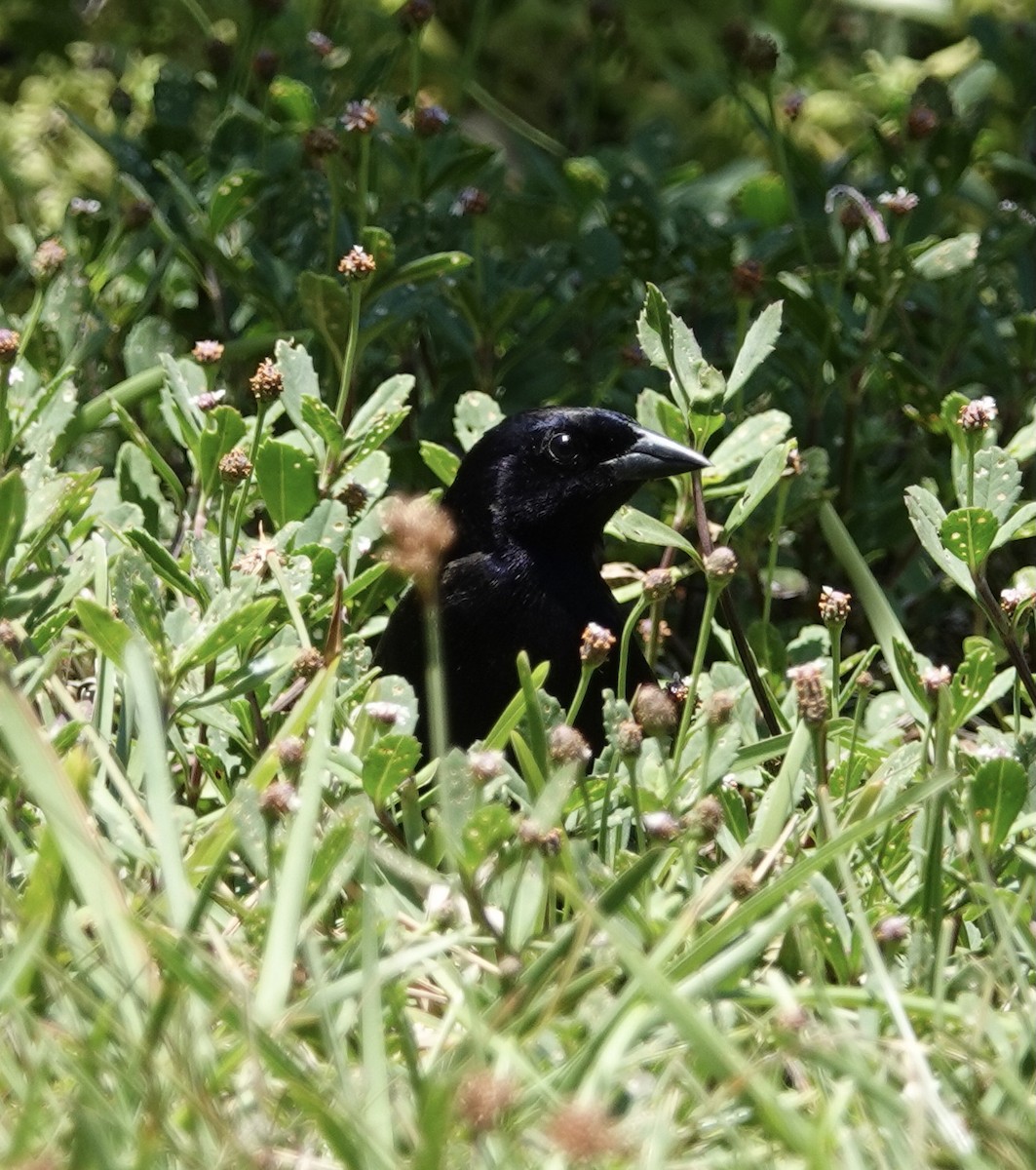 Shiny Cowbird - ML451392391