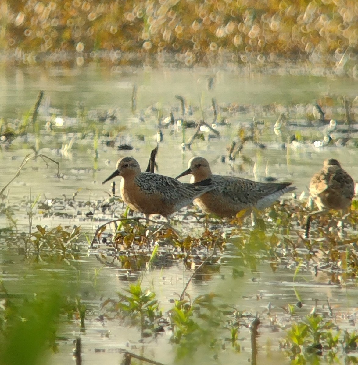 Red Knot - Joseph Mitchell