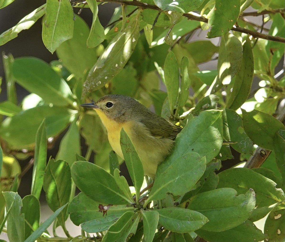 Common Yellowthroat - ML451392841