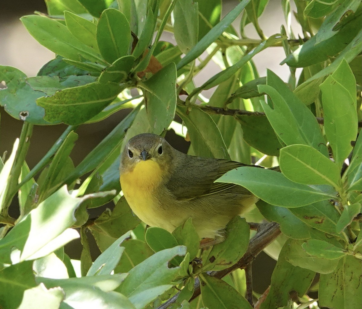 Common Yellowthroat - ML451392851