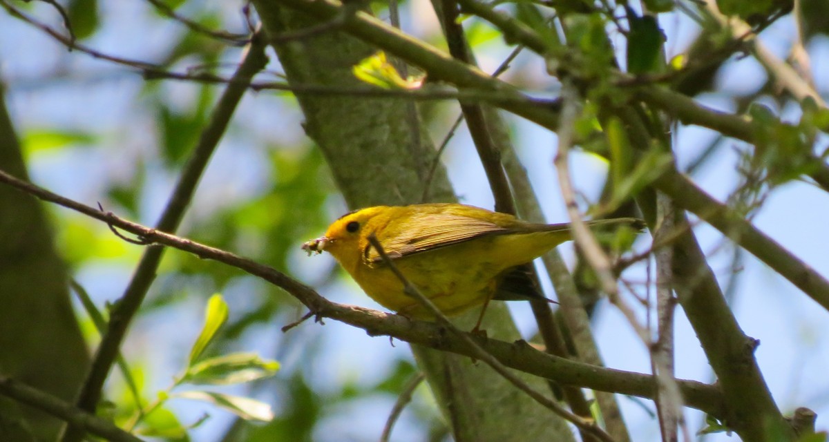 Wilson's Warbler - ML451392921