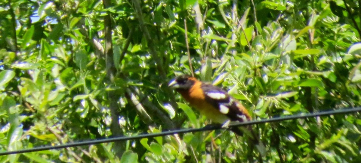 Black-headed Grosbeak - ML451392951