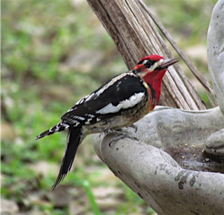 Red-naped x Red-breasted Sapsucker (hybrid) - Dodge Engleman
