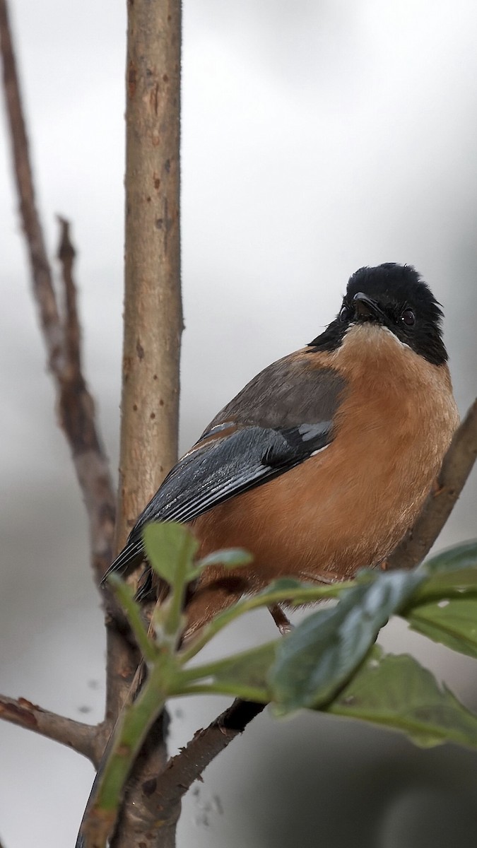 Rufous Sibia - ML451395421