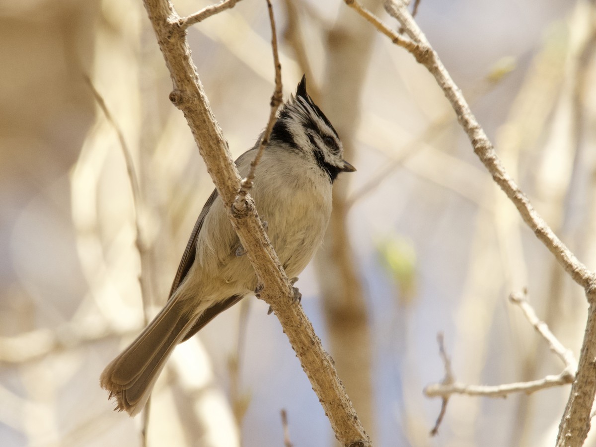 Bridled Titmouse - ML451397071