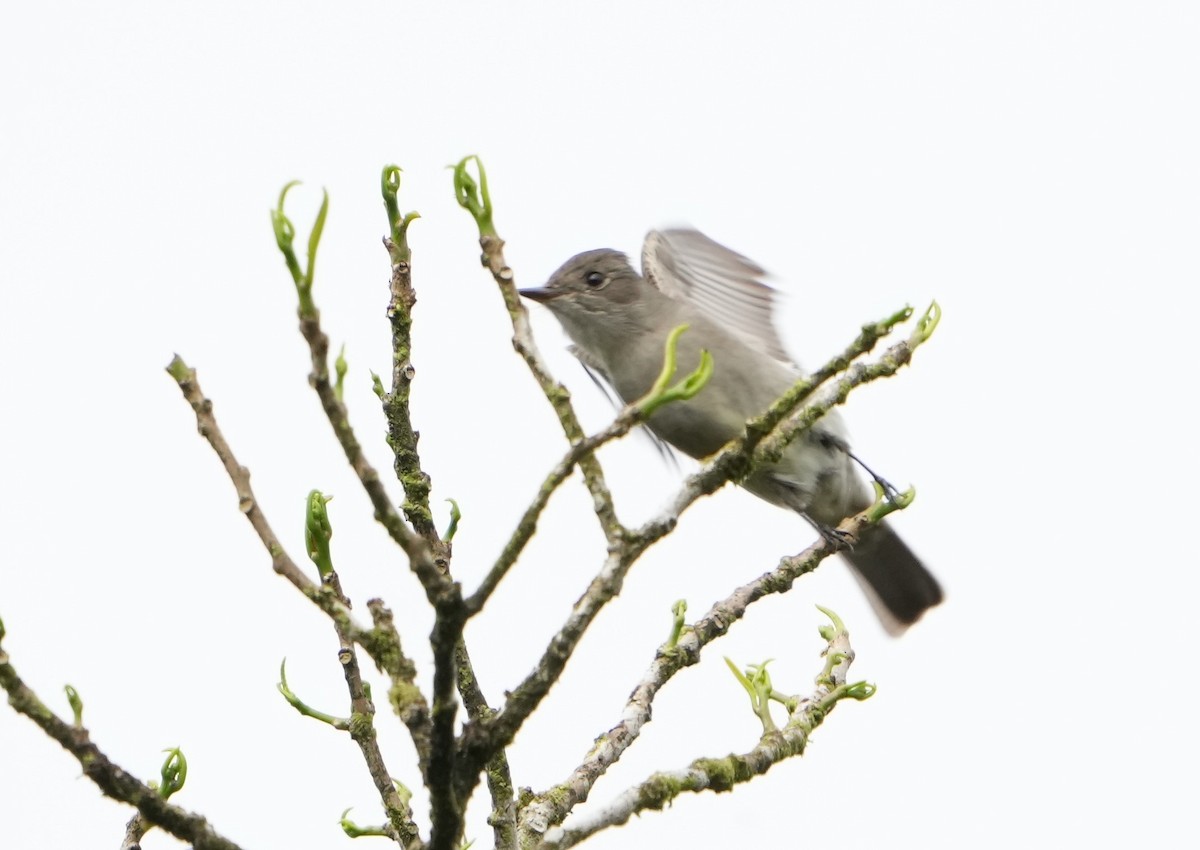 Eastern Wood-Pewee - ML451397331