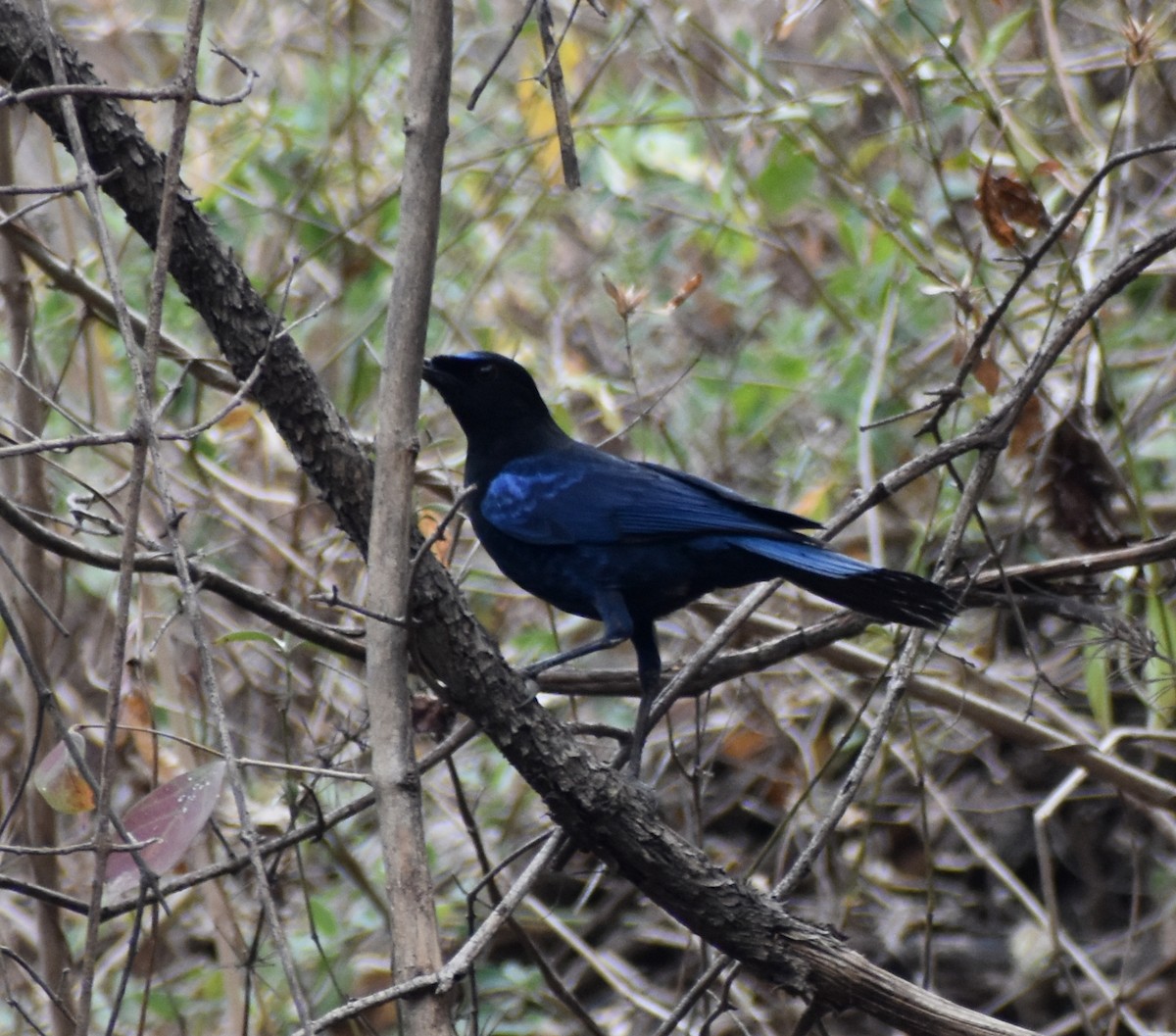 Малабарская синяя птица - ML451397651