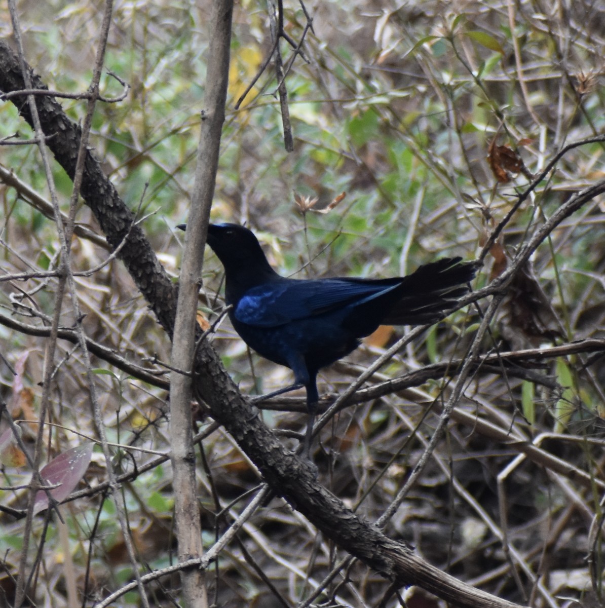 Малабарская синяя птица - ML451397801
