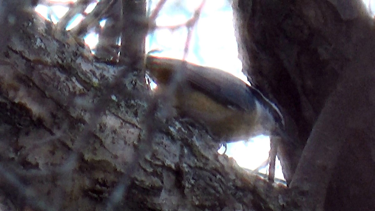 Red-breasted Nuthatch - ML45139851