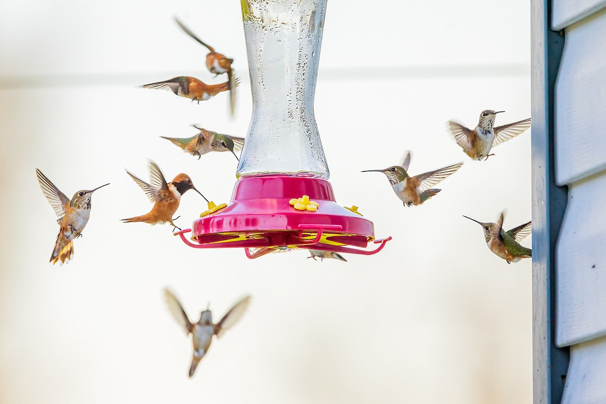 Rufous Hummingbird - Jeff Dyck