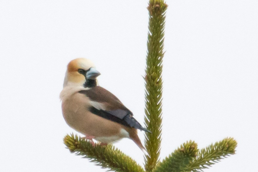 Hawfinch - Scott Heidorn