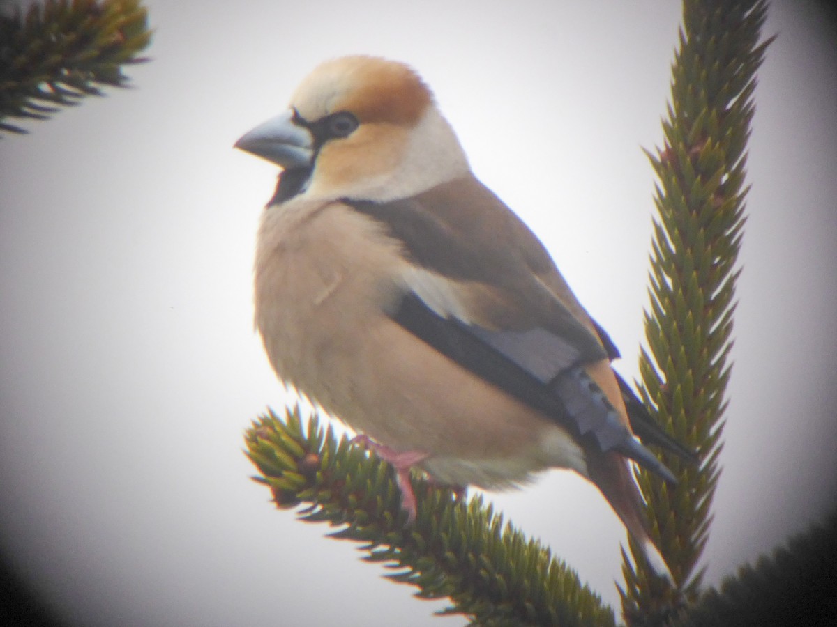 Hawfinch - ML45140261