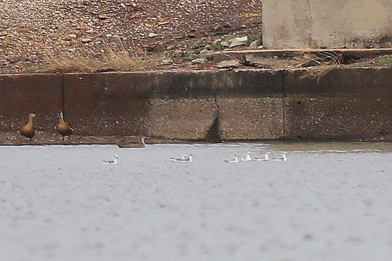 Red-necked Phalarope - ML451402761