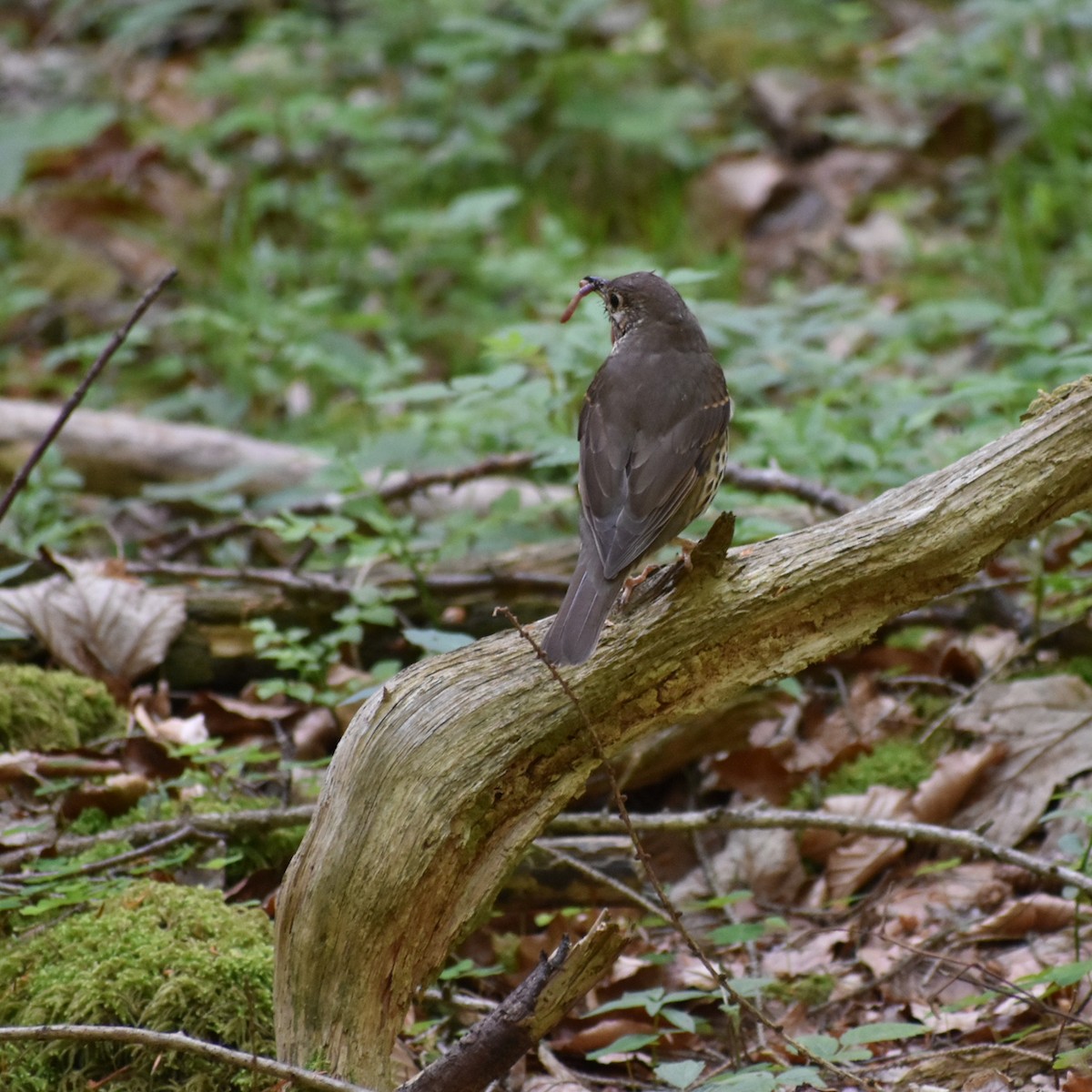 Song Thrush - Chris Peters