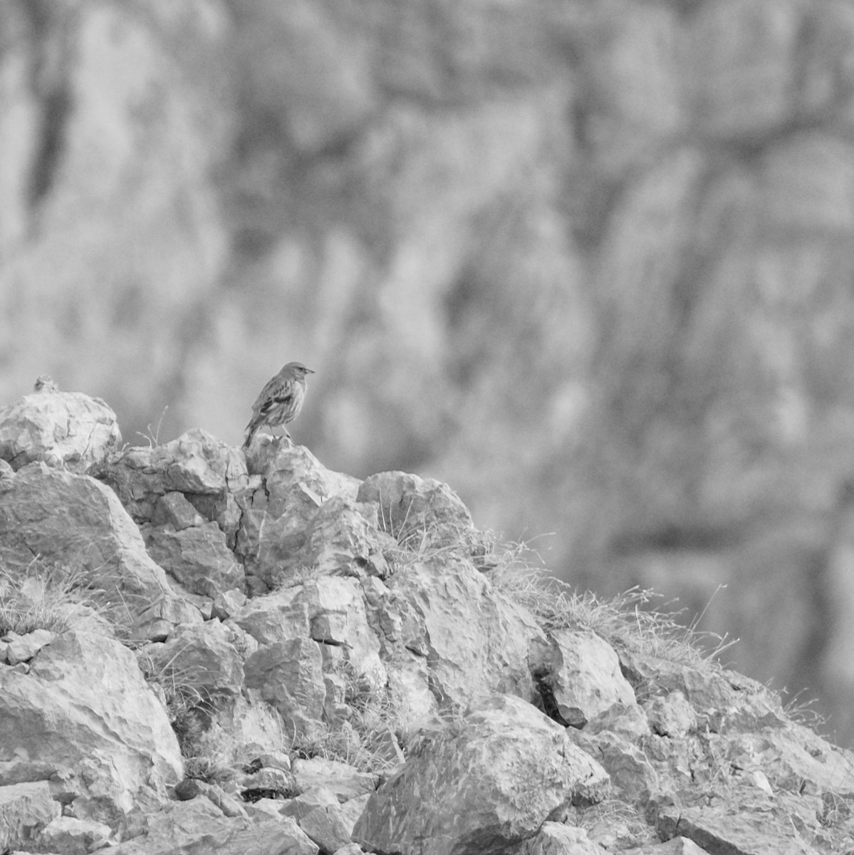 Alpine Accentor - Chris Peters