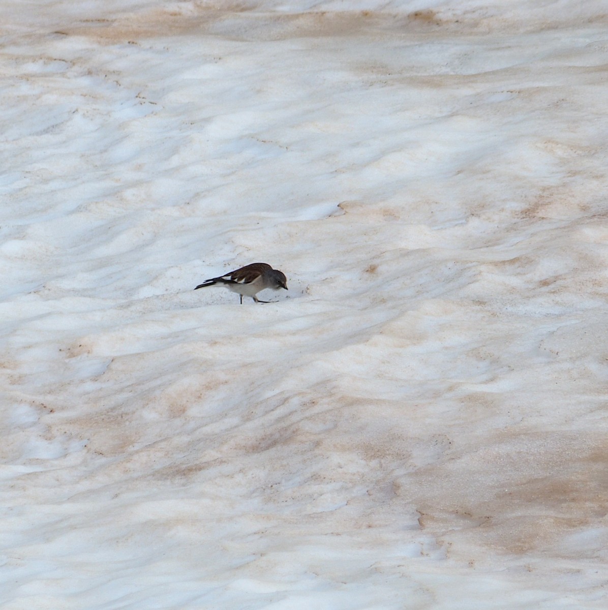 White-winged Snowfinch - Chris Peters