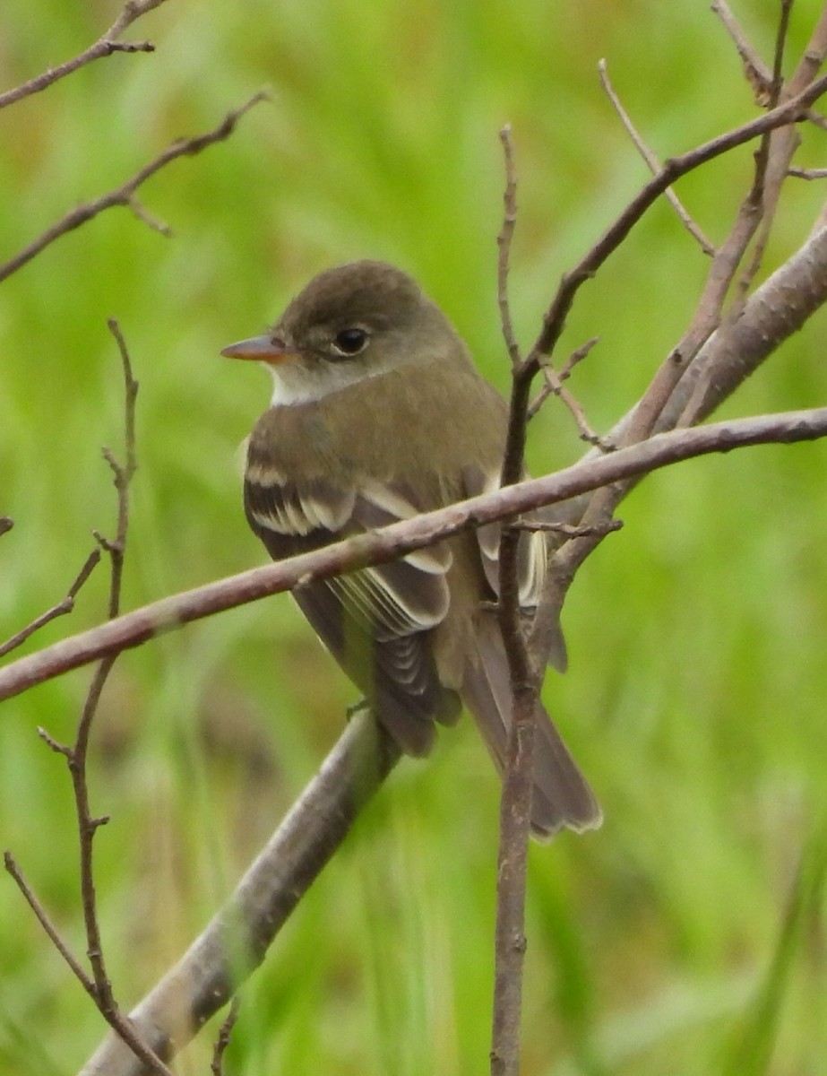 Willow Flycatcher - ML451402971